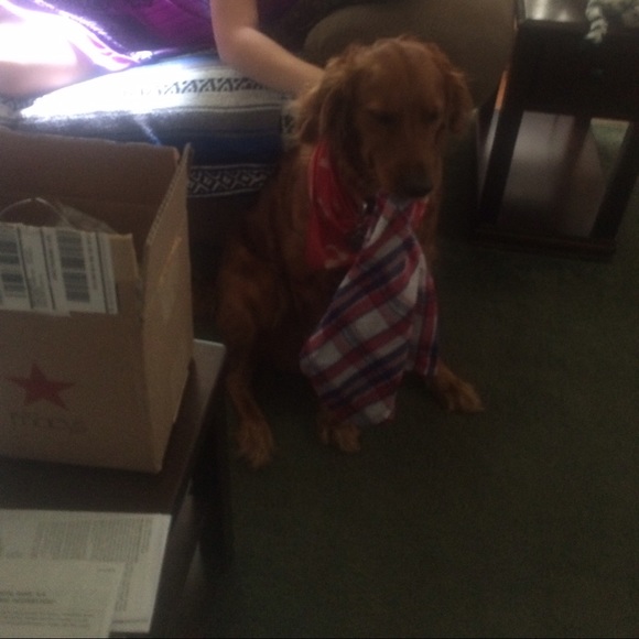 Meet your Posher, Ava - Picture 2 of 3