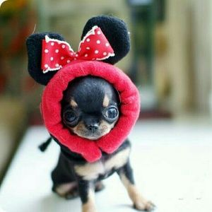 Meet your Posher, Nitza