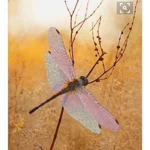 Meet your Posher, Paige