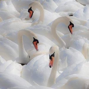 Meet your Posher, Maryellen