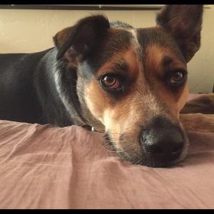 Meet your Posher, Simin