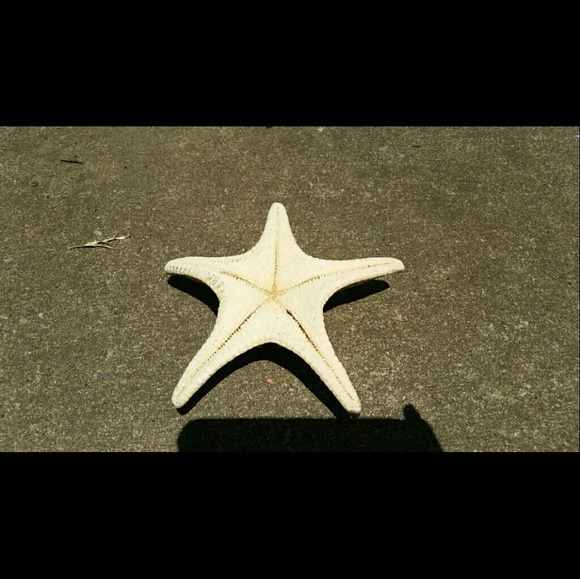 Starfish - Picture 3 of 3