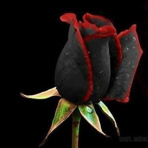 Meet your Posher, Patti