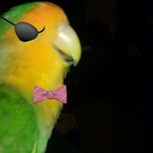 Meet your Posher, Bridget h