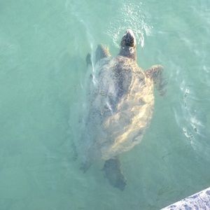 Meet your Posher, Hillary