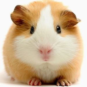 Meet your Posher, Selena