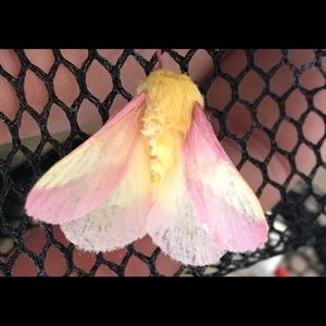 Meet your Posher, Amber