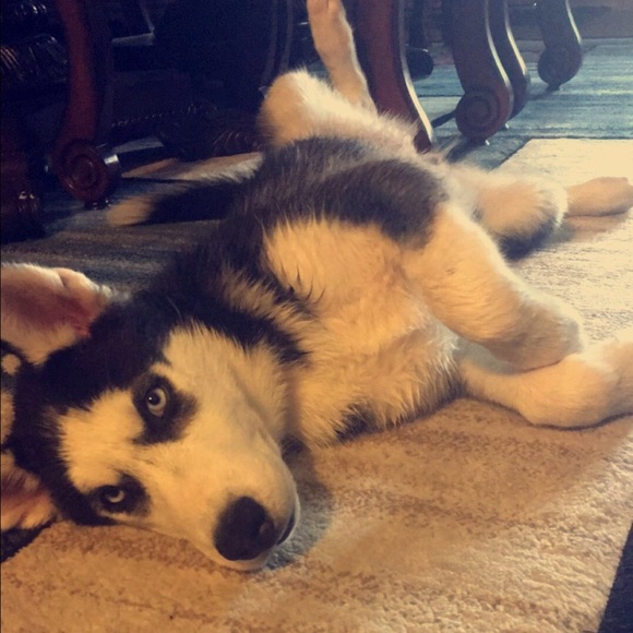 Meet your Posher, Karlena! - Picture 3 of 3