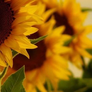 Meet your Posher, Jayne