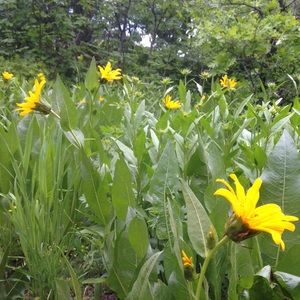 Meet your Posher, Brynli