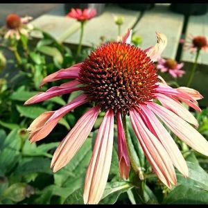 Meet your Posher, Tami