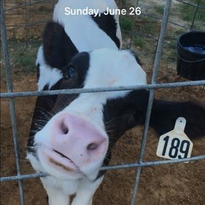 Meet your Posher, Layton