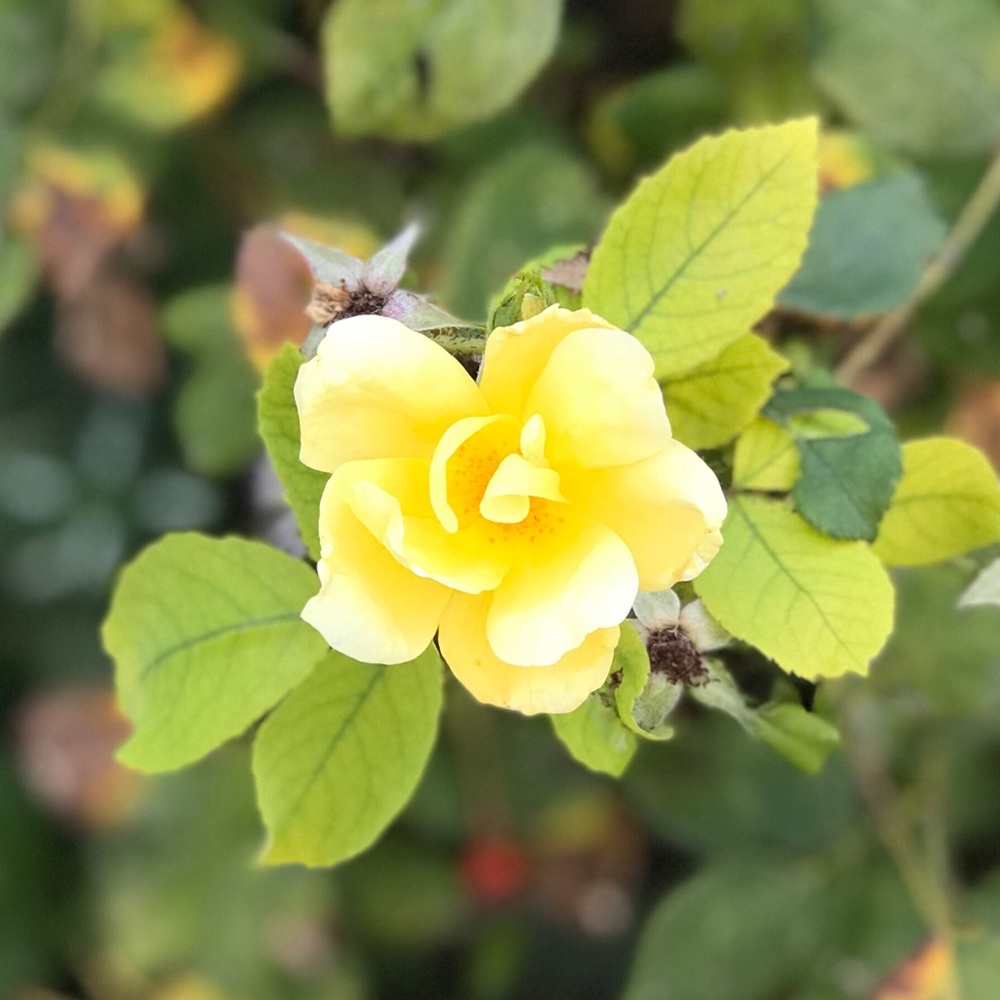 Meet your Posher, Kristine