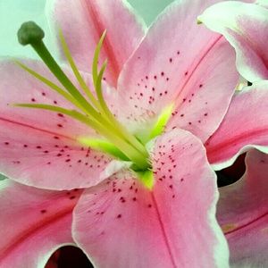 Meet your Posher, Camy