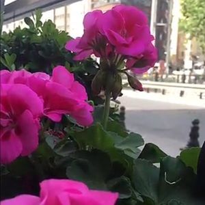 Meet your Posher, Ramla