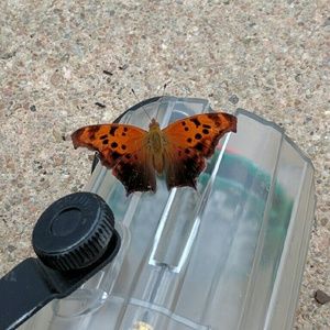 Meet your Posher, Barb