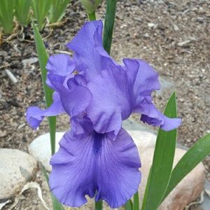 Meet your Posher, Pauline