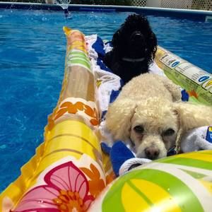 Meet your Posher, Jill