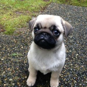 Meet your Posher, Diana