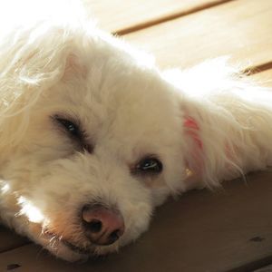 Meet your Posher, Trina