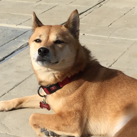 Meet your Posher, Gay - Picture 1 of 1