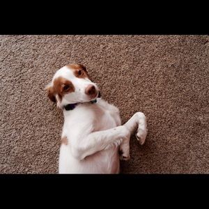 Meet your Posher, Dani