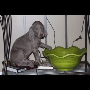 Meet your Posher, Judy