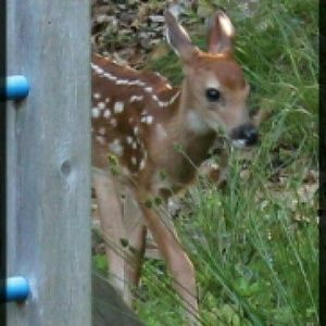 Bambi..