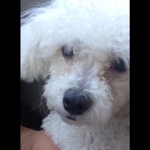 Meet your Posher, Cayce