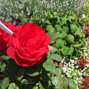 Meet your Posher, Cynthia