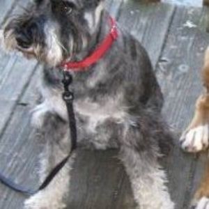 Meet your Posher, Susan