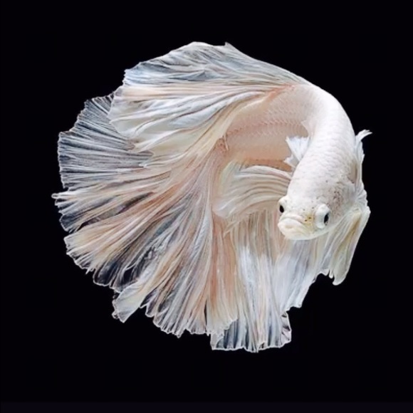 Meet your Posher, Jennifer - Picture 1 of 1