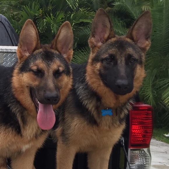 Meet your Posher, Dung