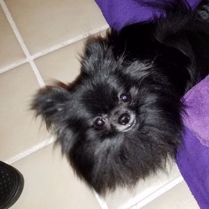 Meet your Posher, Kim