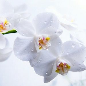 Meet your Posher, Dominique