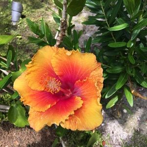 Meet your Posher, Tracey