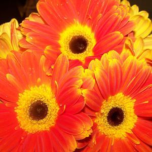 Meet your Posher, Megann