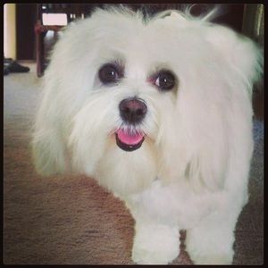 Meet your Posher, Lori