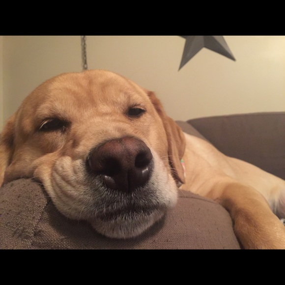 Meet your posher - Picture 3 of 8