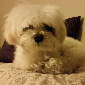 Meet your Posher, Clara