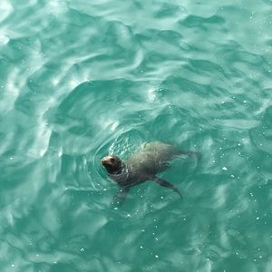 Meet your Posher, Kaitlin