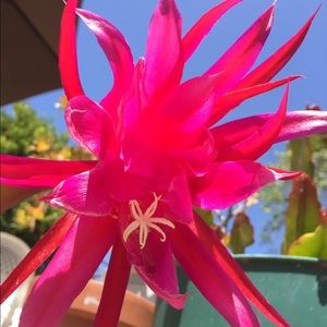 Meet your Posher, Debra