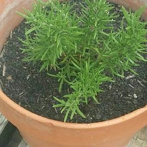 Meet your Posher, Mehoshi