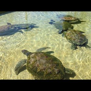 Meet your Posher, Kim