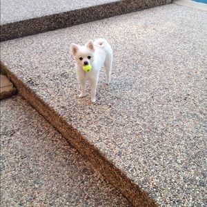 Meet your Posher, Gayle