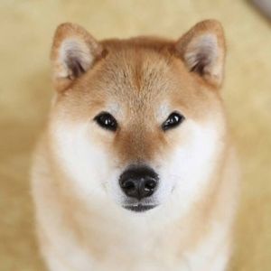 Meet your Posher, Jb