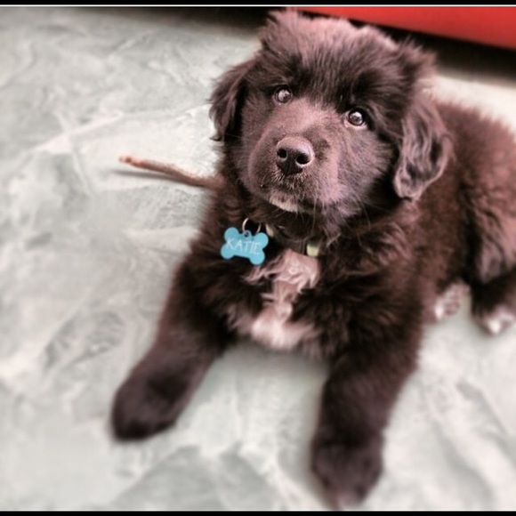 Meet your Posher, Audrey - Picture 1 of 1