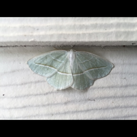 Meet your Posher, Alyson - Picture 1 of 1