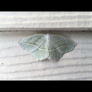 Meet your Posher, Alyson