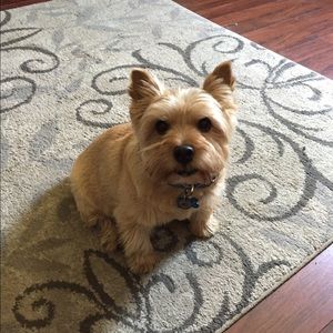 Meet your Posher, Amber